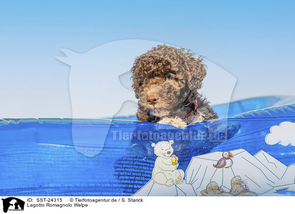 Lagotto Romagnolo Welpe / Lagotto Romagnolo puppy / SST-24315