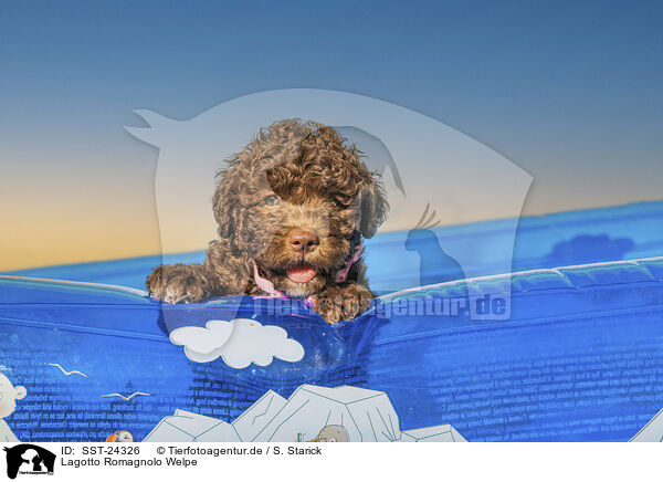 Lagotto Romagnolo Welpe / Lagotto Romagnolo puppy / SST-24326
