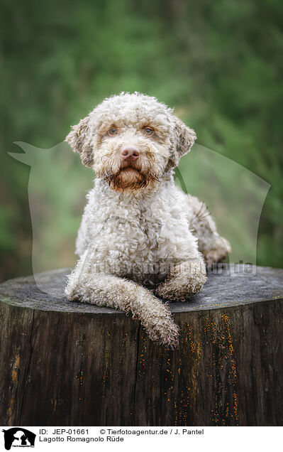 Lagotto Romagnolo Rde / male Lagotto Romagnolo / JEP-01661