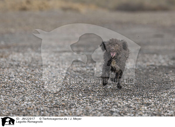 Lagotto Romagnolo / Lagotto Romagnolo / JM-22917