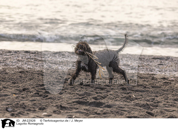 Lagotto Romagnolo / Lagotto Romagnolo / JM-22926