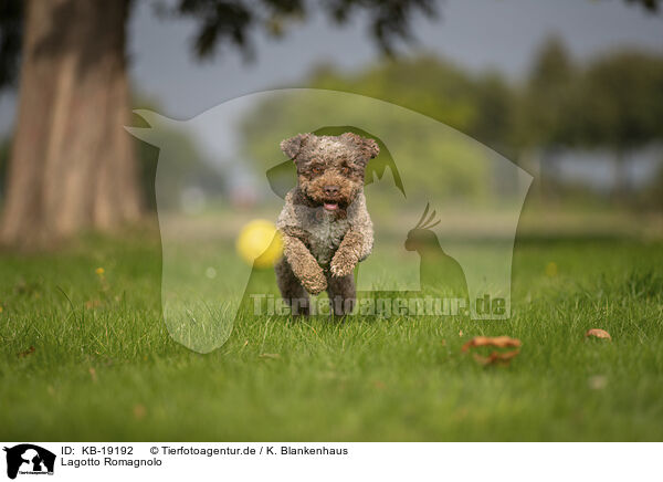 Lagotto Romagnolo / Lagotto Romagnolo / KB-19192