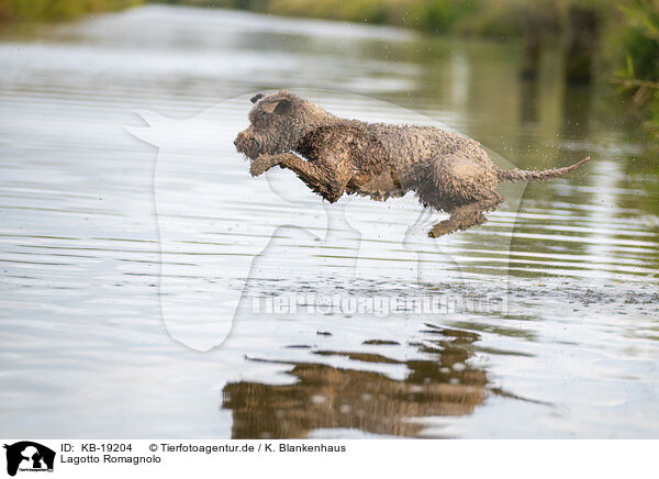 Lagotto Romagnolo / Lagotto Romagnolo / KB-19204