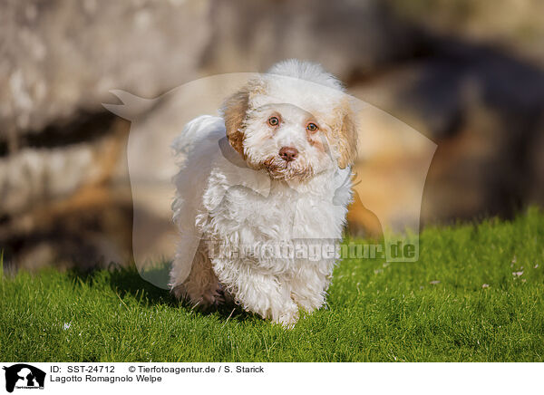 Lagotto Romagnolo Welpe / SST-24712