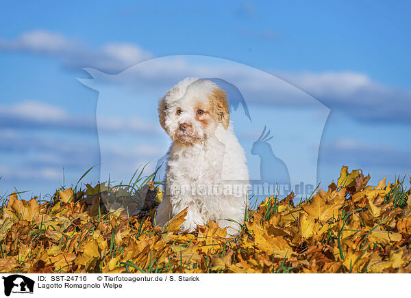 Lagotto Romagnolo Welpe / Lagotto Romagnolo Puppy / SST-24716