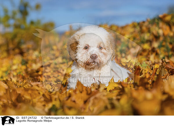 Lagotto Romagnolo Welpe / Lagotto Romagnolo Puppy / SST-24722