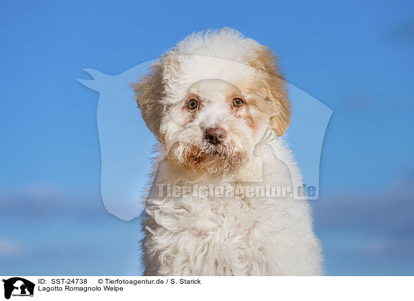 Lagotto Romagnolo Welpe / Lagotto Romagnolo Puppy / SST-24738