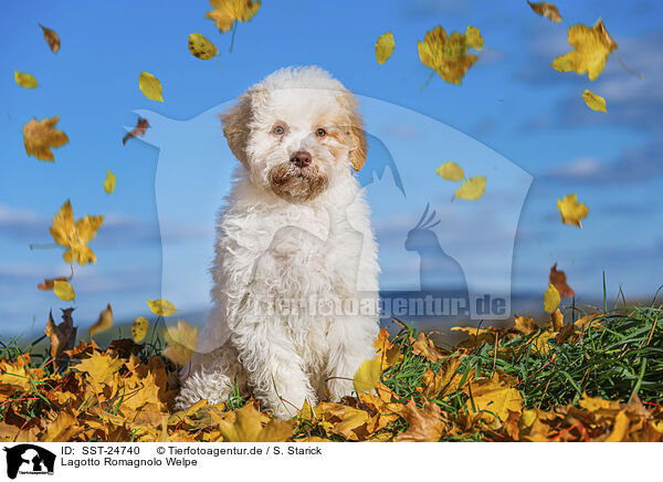 Lagotto Romagnolo Welpe / Lagotto Romagnolo Puppy / SST-24740