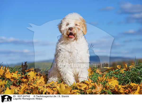 Lagotto Romagnolo Welpe / Lagotto Romagnolo Puppy / SST-24742