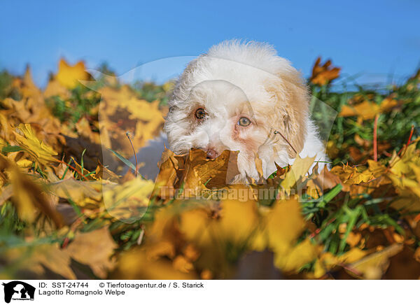 Lagotto Romagnolo Welpe / Lagotto Romagnolo Puppy / SST-24744