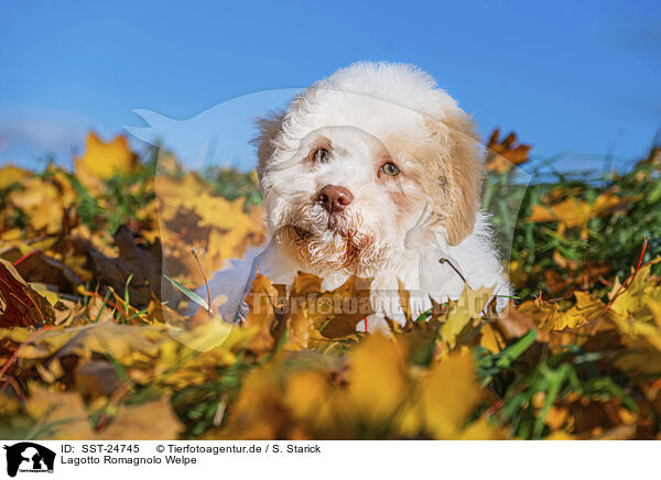 Lagotto Romagnolo Welpe / Lagotto Romagnolo Puppy / SST-24745