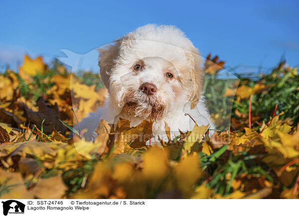 Lagotto Romagnolo Welpe / Lagotto Romagnolo Puppy / SST-24746