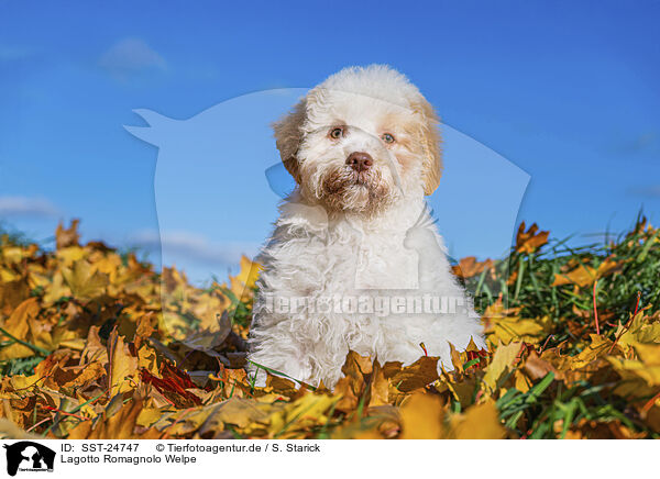 Lagotto Romagnolo Welpe / Lagotto Romagnolo Puppy / SST-24747