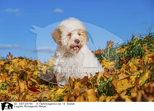 Lagotto Romagnolo Welpe / Lagotto Romagnolo Puppy / SST-24754