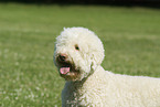 Lagotto Romagnolo Portrait