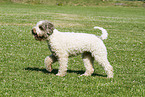 Lagotto Romagnolo