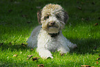 liegender Lagotto Romagnolo