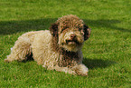 liegender Lagotto Romagnolo