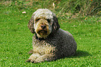 liegender Lagotto Romagnolo