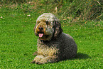 liegender Lagotto Romagnolo