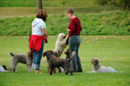 Lagotto Romagnolo Treffen