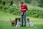 Lagotto Romagnolo Treffen