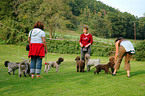 Lagotto Romagnolo Treffen