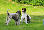 Irish red-and-white Setter und Lagotto Romagnolo