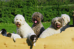 Lagotto Romagnolo Welpe