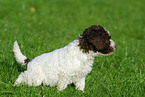 Lagotto Romagnolo Welpe