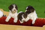 Lagotto Romagnolo Welpe