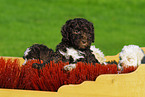 Lagotto Romagnolo Welpe