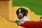 Lagotto Romagnolo Welpe