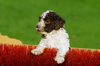 Lagotto Romagnolo Welpe