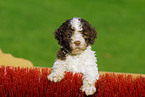 Lagotto Romagnolo Welpe