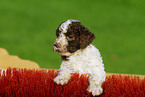 Lagotto Romagnolo Welpe