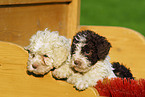 Lagotto Romagnolo Welpe