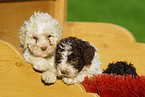 Lagotto Romagnolo Welpe