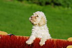 Lagotto Romagnolo Welpe