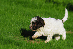 Lagotto Romagnolo Welpe