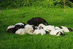 Lagotto Romagnolo Welpe