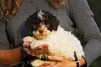 Lagotto Romagnolo Welpe