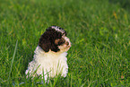 Lagotto Romagnolo Welpe