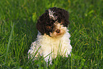 Lagotto Romagnolo Welpe