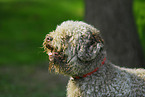 Lagotto Romagnolo