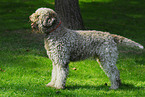 Lagotto Romagnolo