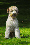 Lagotto Romagnolo