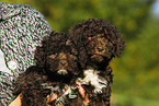 Lagotto Romagnolo Welpe