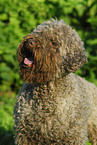 Lagotto Romagnolo Portrait