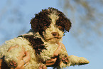 Lagotto Romagnolo Welpe